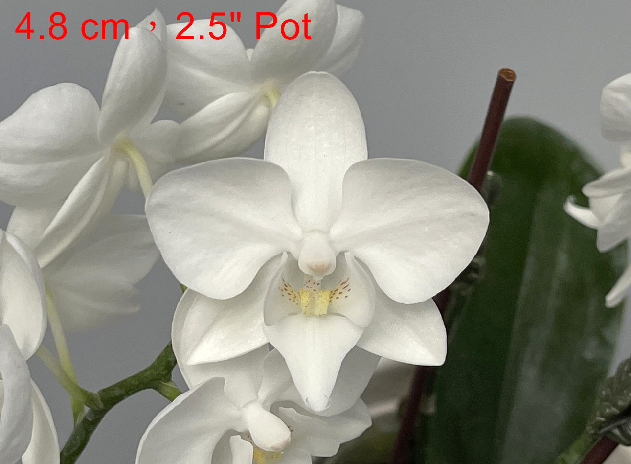 LH2082 白花胡蝶蘭 — 花