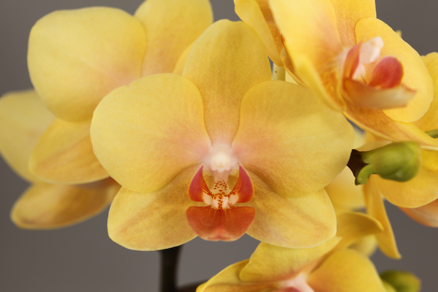 LH23 gele Phalaenopsis — Bloem