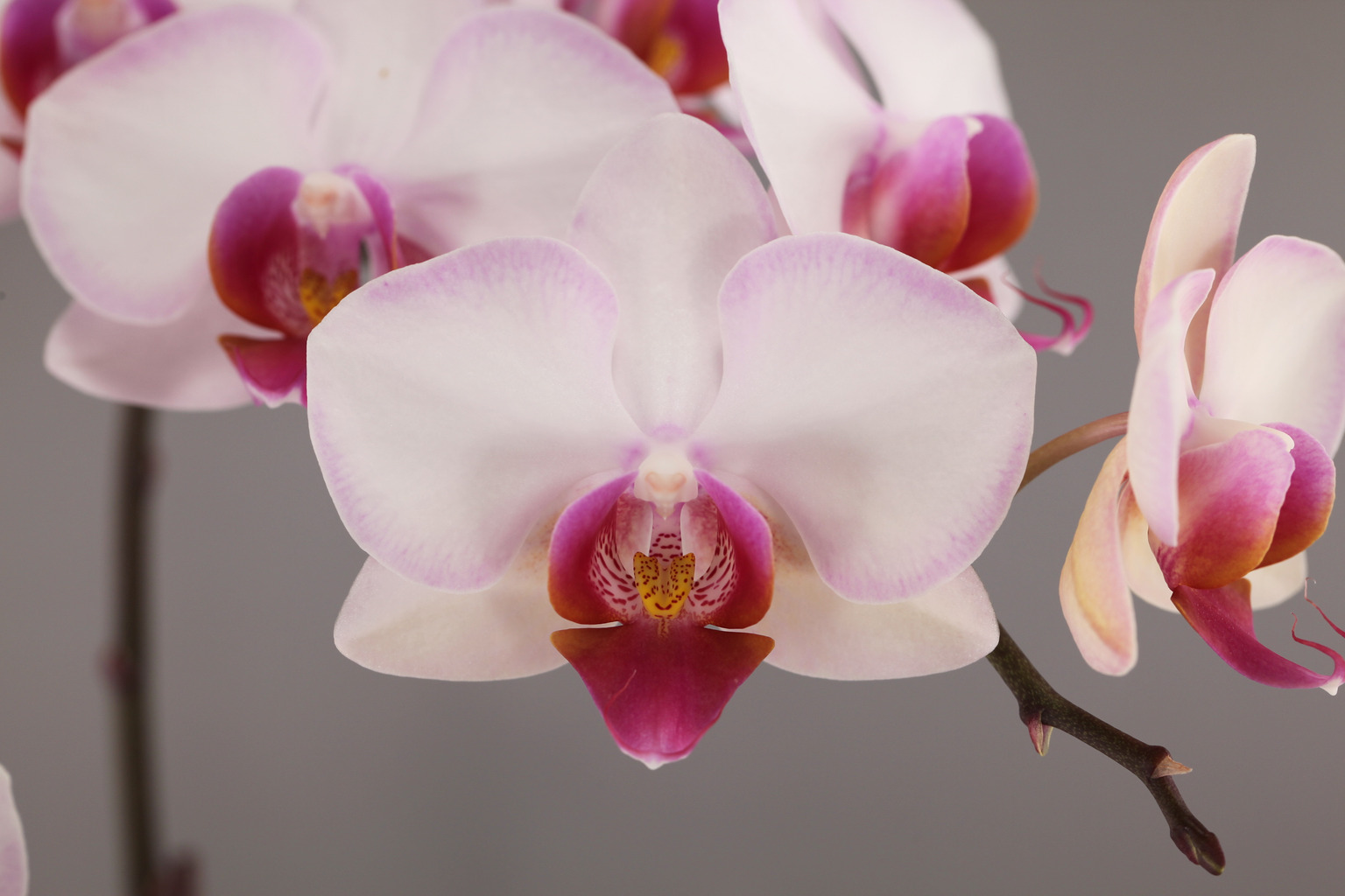 LH266 grootbloemige witte Phalaenopsis — Bloem
