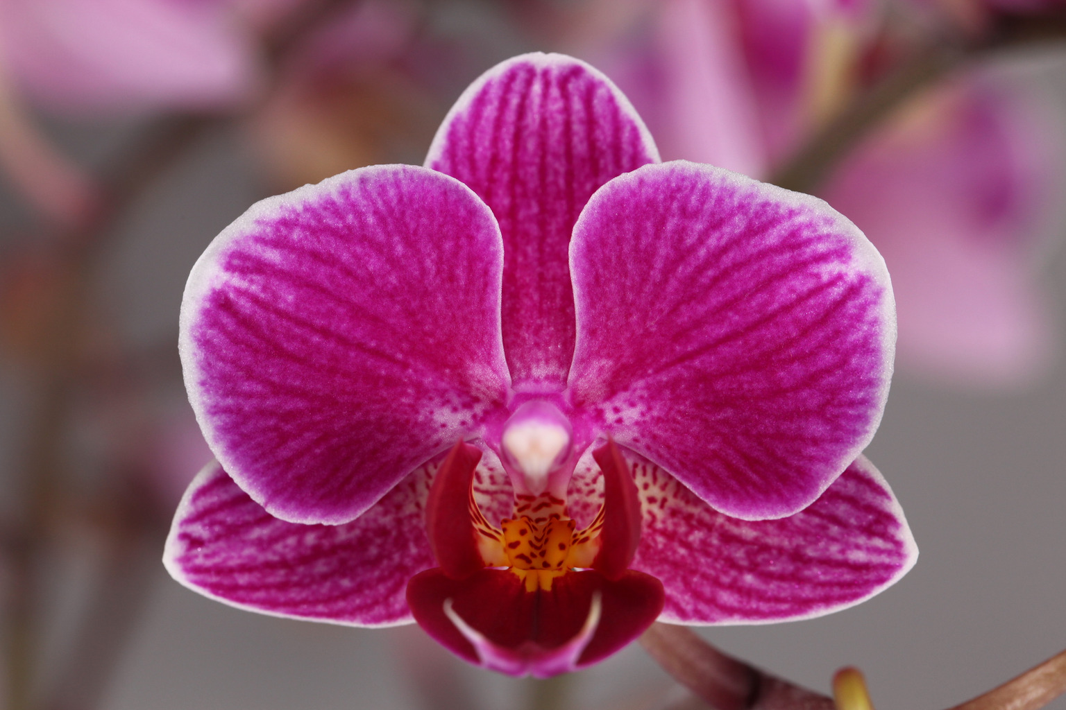 LH354 red Phalaenopsis — Flower