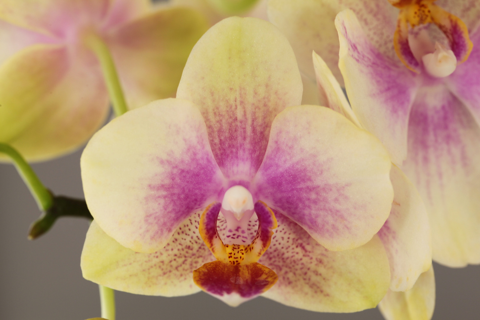 LH471 gele Phalaenopsis — Bloem