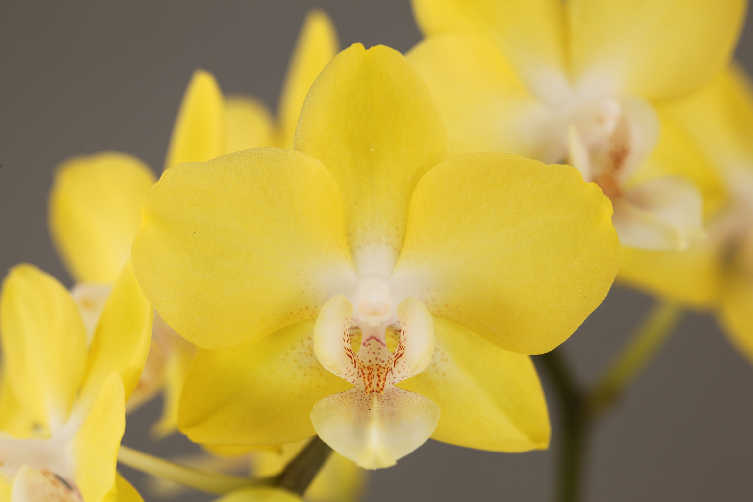 LH508 geurende gele Phalaenopsis — Bloem
