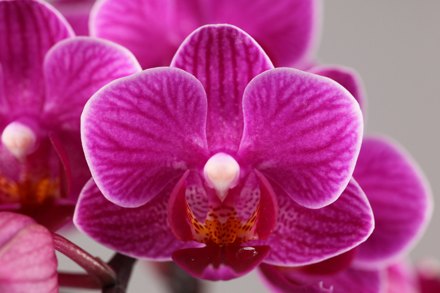 LH600 paarsrode Phalaenopsis — Bloem