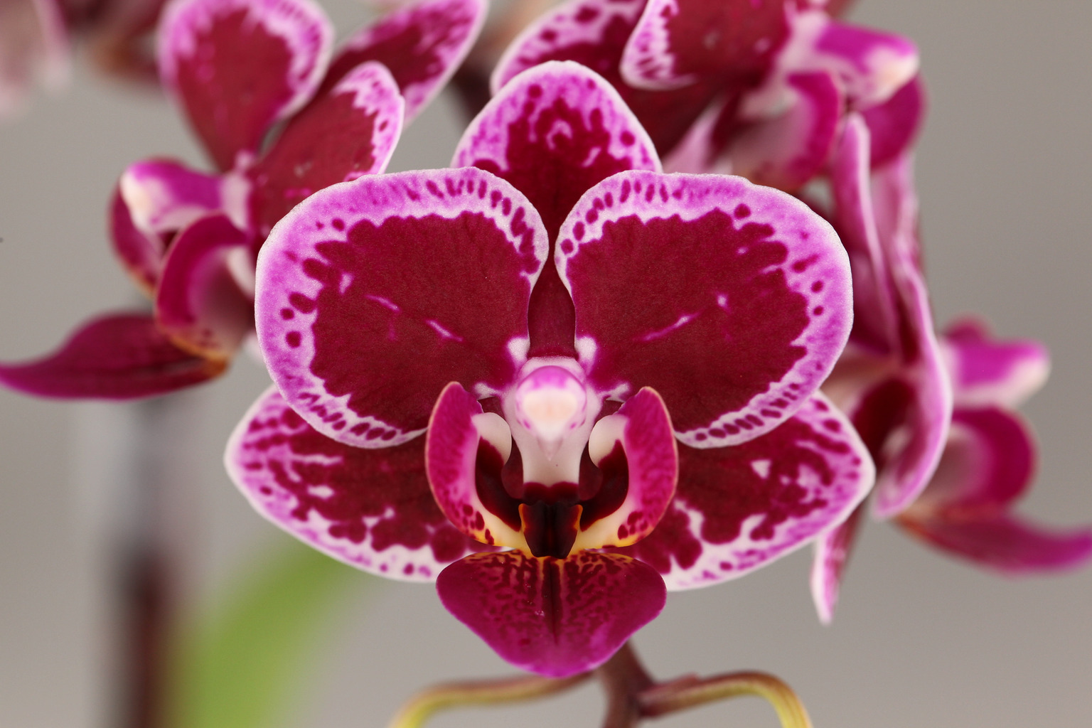 LH762 dark spotted Phalaenopsis — Flower
