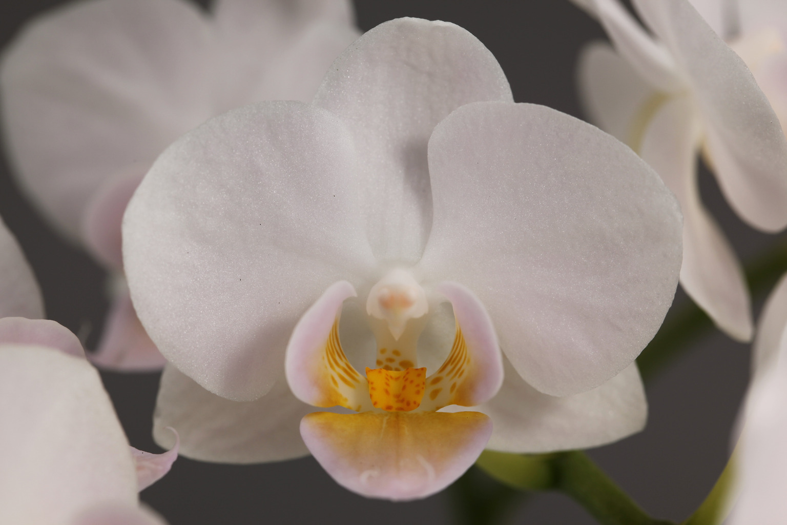 LH8821 witte Phalaenopsis — Bloem