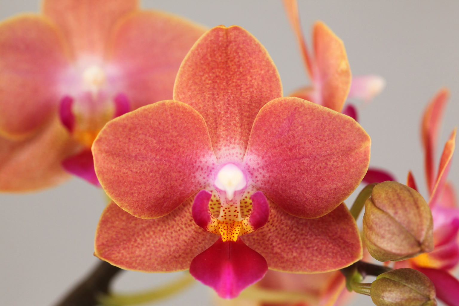 LH9113 oranje Phalaenopsis — Bloem