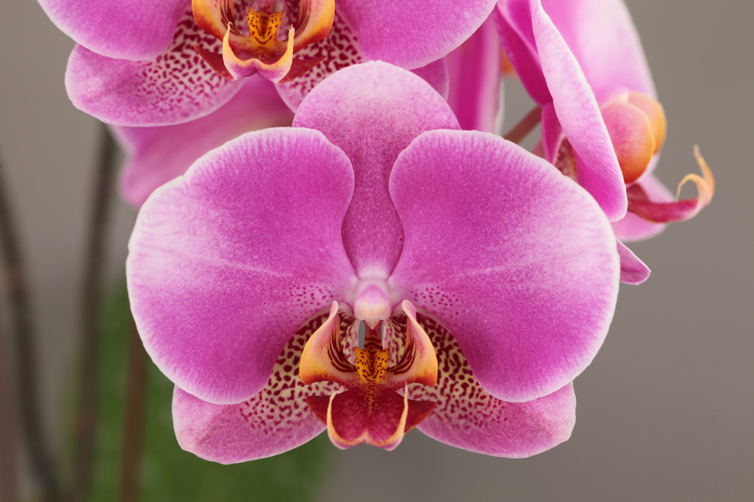 LH918 large-flowered lavender Phalaenopsis — Flower