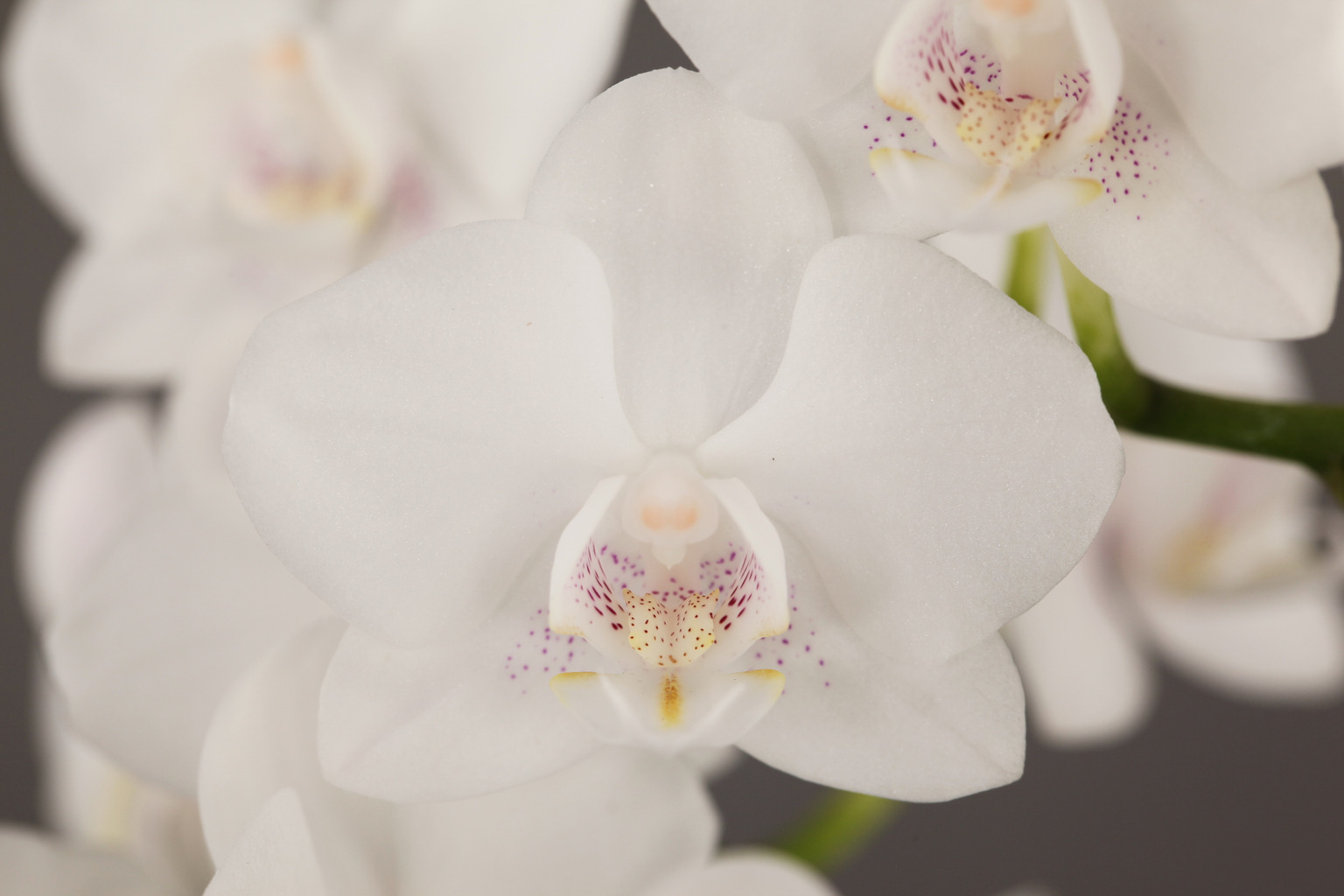 LH9579 白花胡蝶蘭 — 花