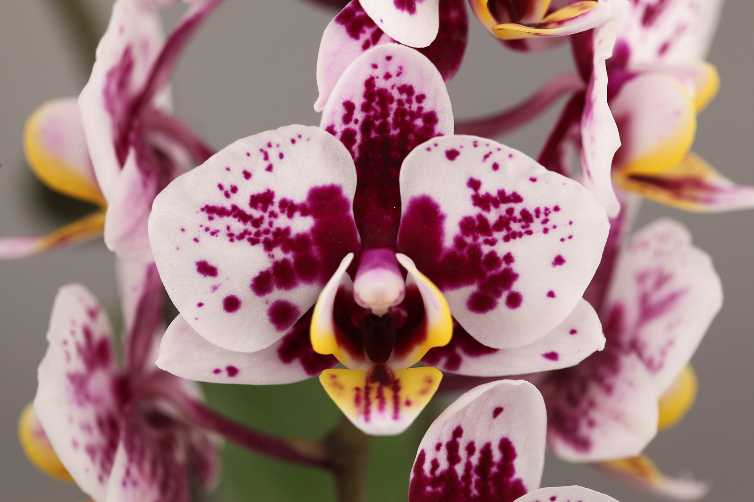 LHB01 dark spotted Phalaenopsis — Flower