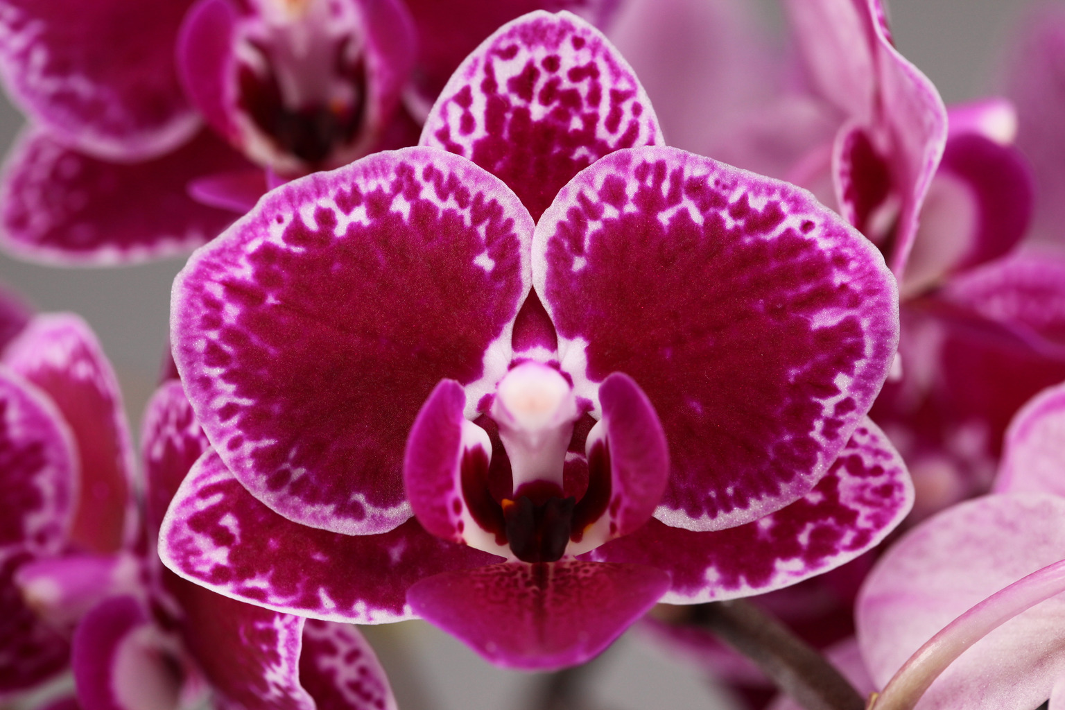 LHB08 dark Phalaenopsis — Flower