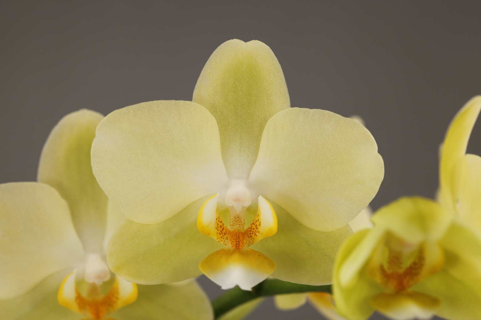 LHG01 green Phalaenopsis — Flower