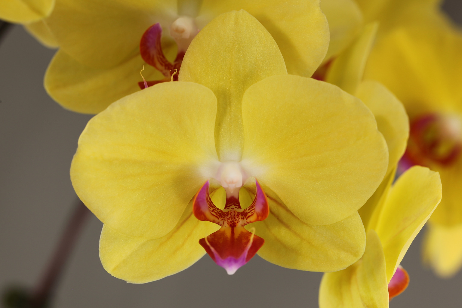 LHGG gele Phalaenopsis — Bloem
