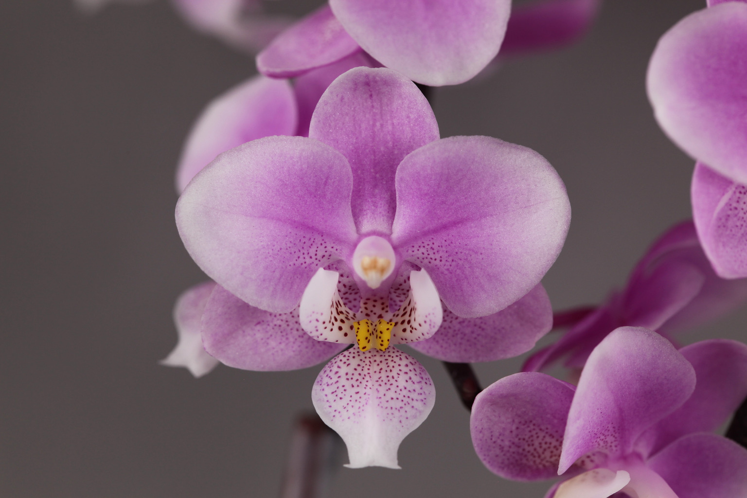 LHP01 fragrant pink Phalaenopsis — Flower