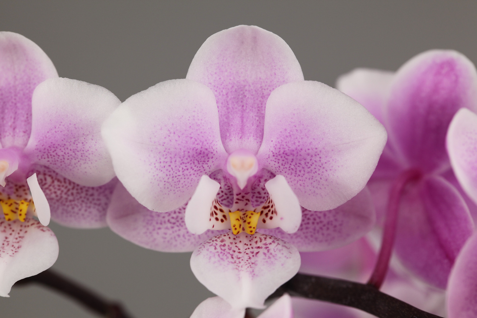 LHP03 geurende roze Phalaenopsis — Bloem