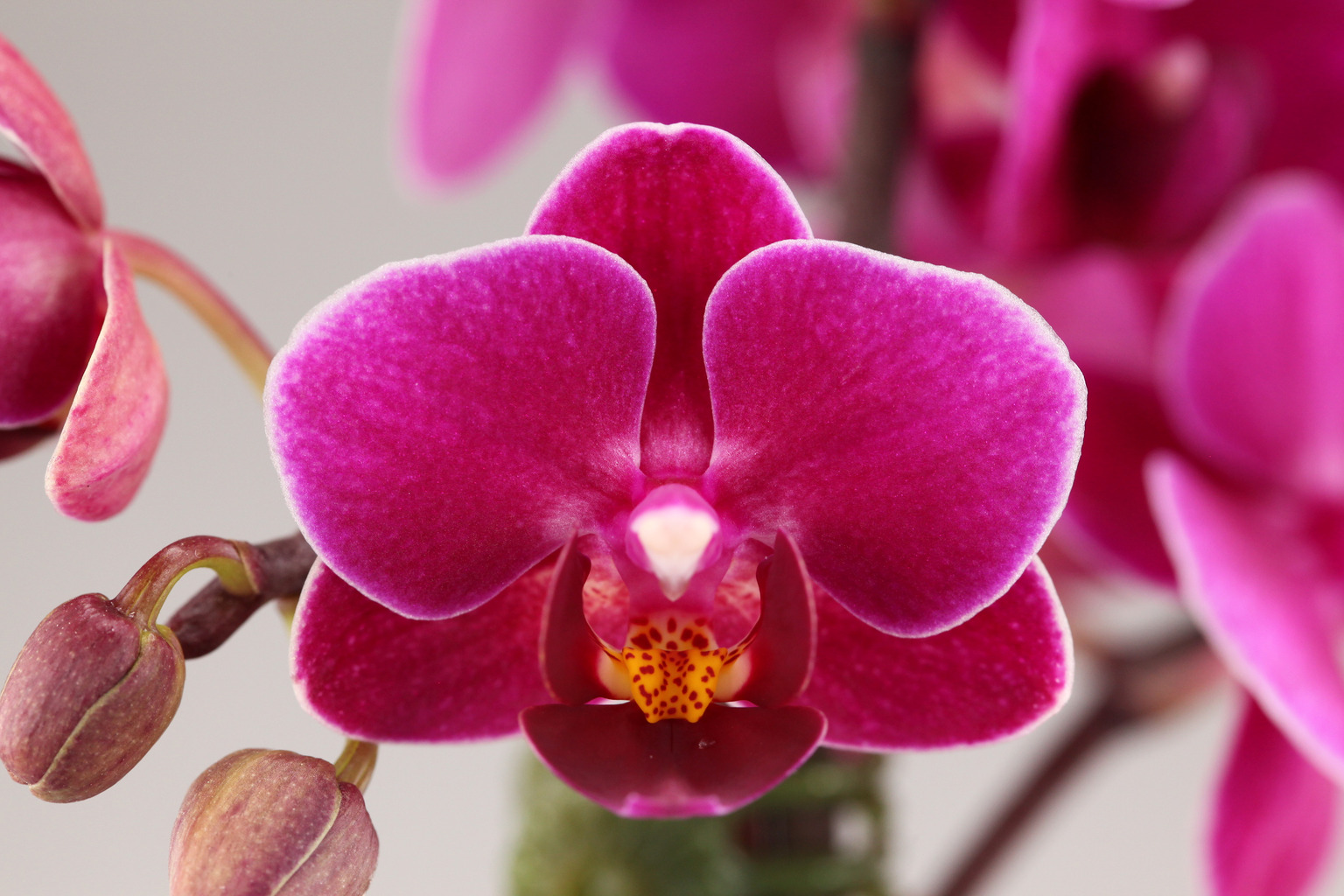 LHP05 paarsrode Phalaenopsis — Bloem