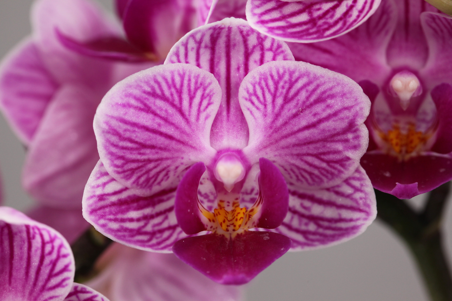 LHR01 gestreepte Phalaenopsis — Bloem