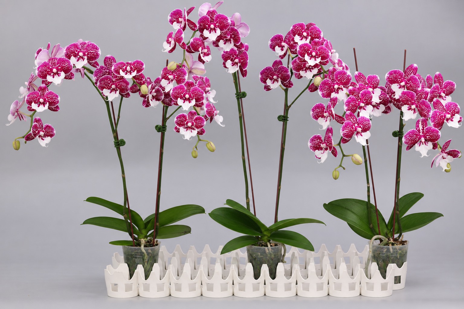 H24-2 Phalaenopsis foto — Groep