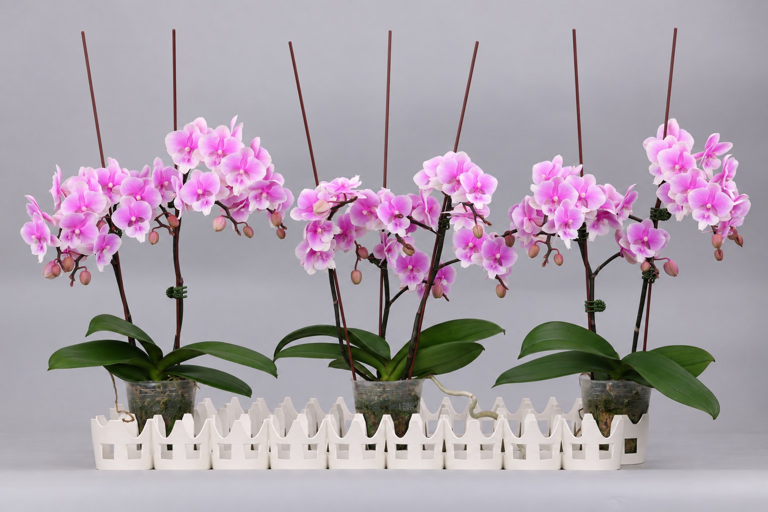 I139-1 pink Phalaenopsis — Group