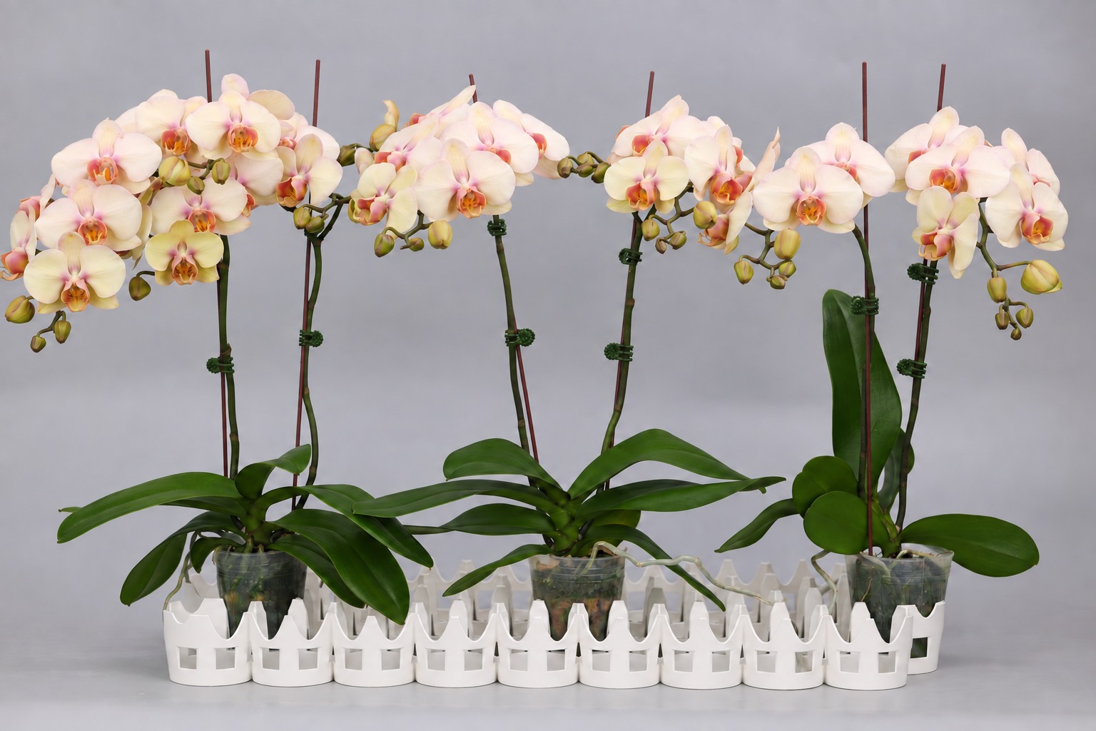 I182-1 grootbloemige gele Phalaenopsis — Groep