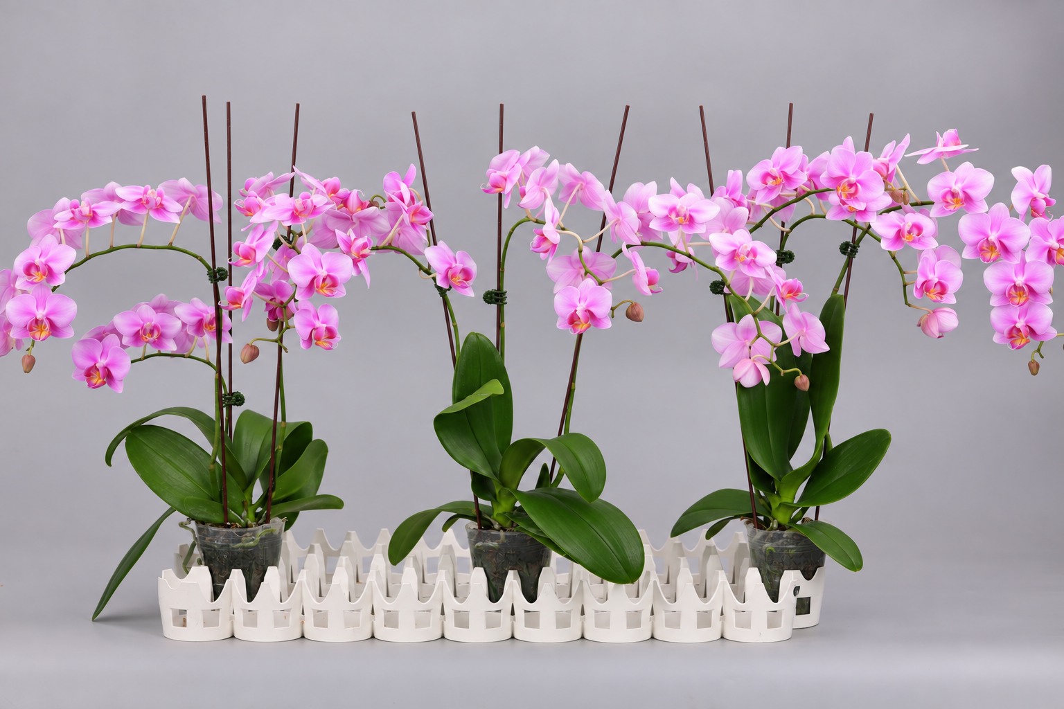 I183-1 roze Phalaenopsis — Groep