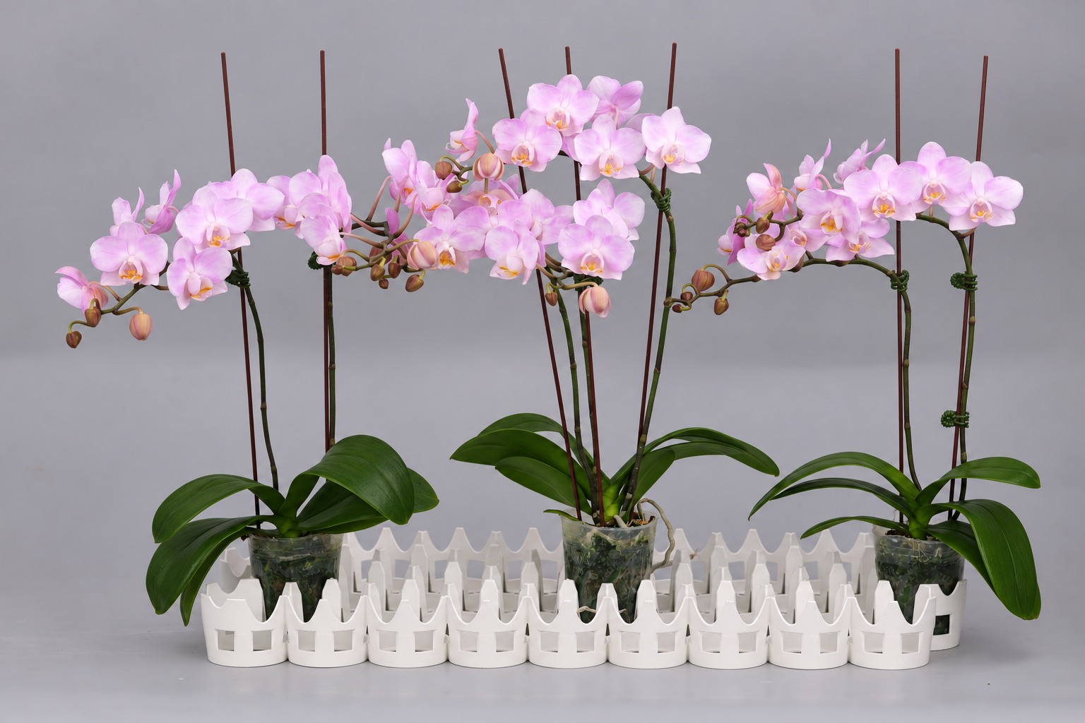 I183-2 roze Phalaenopsis — Groep