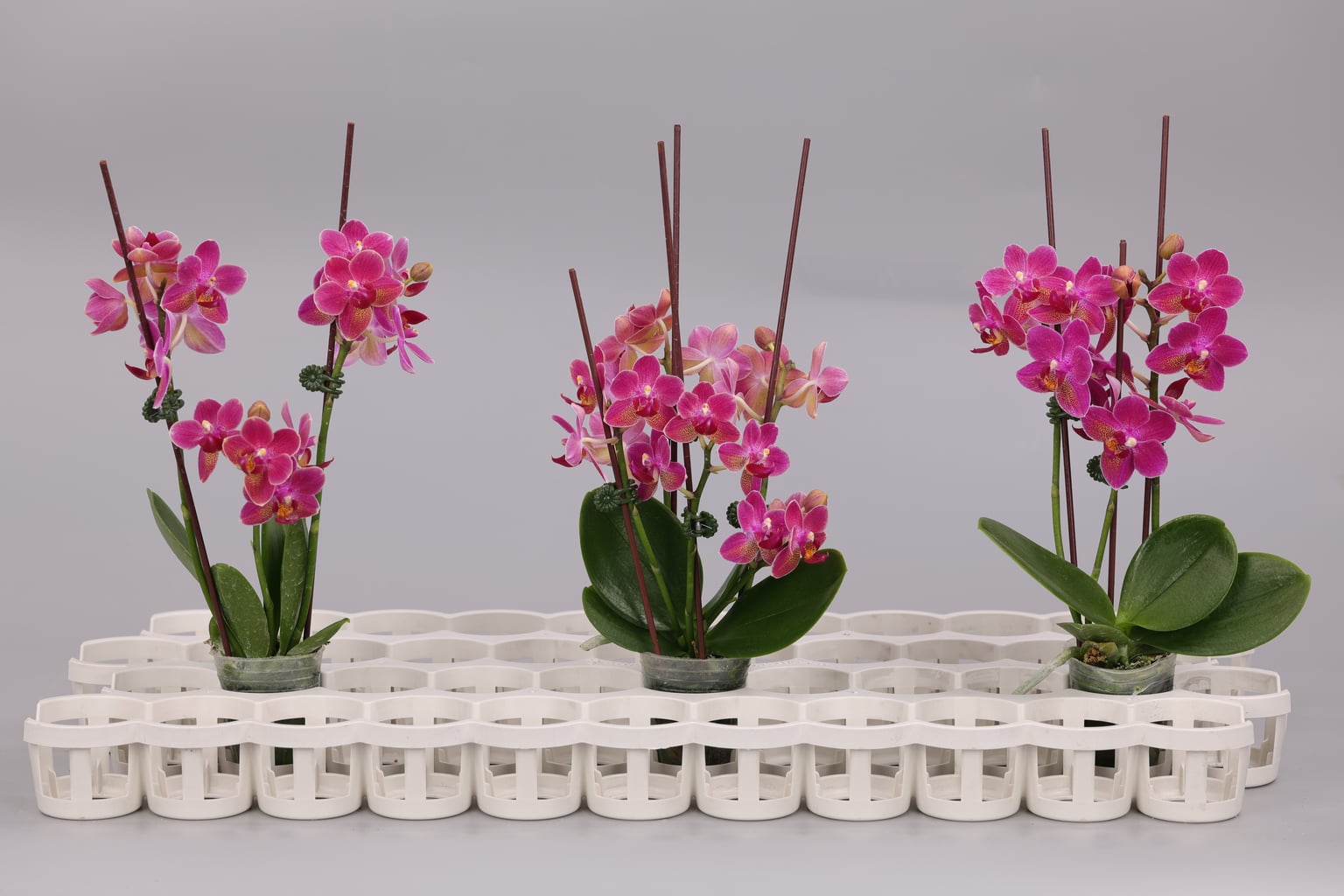 I186-1 Phalaenopsis foto — Groep
