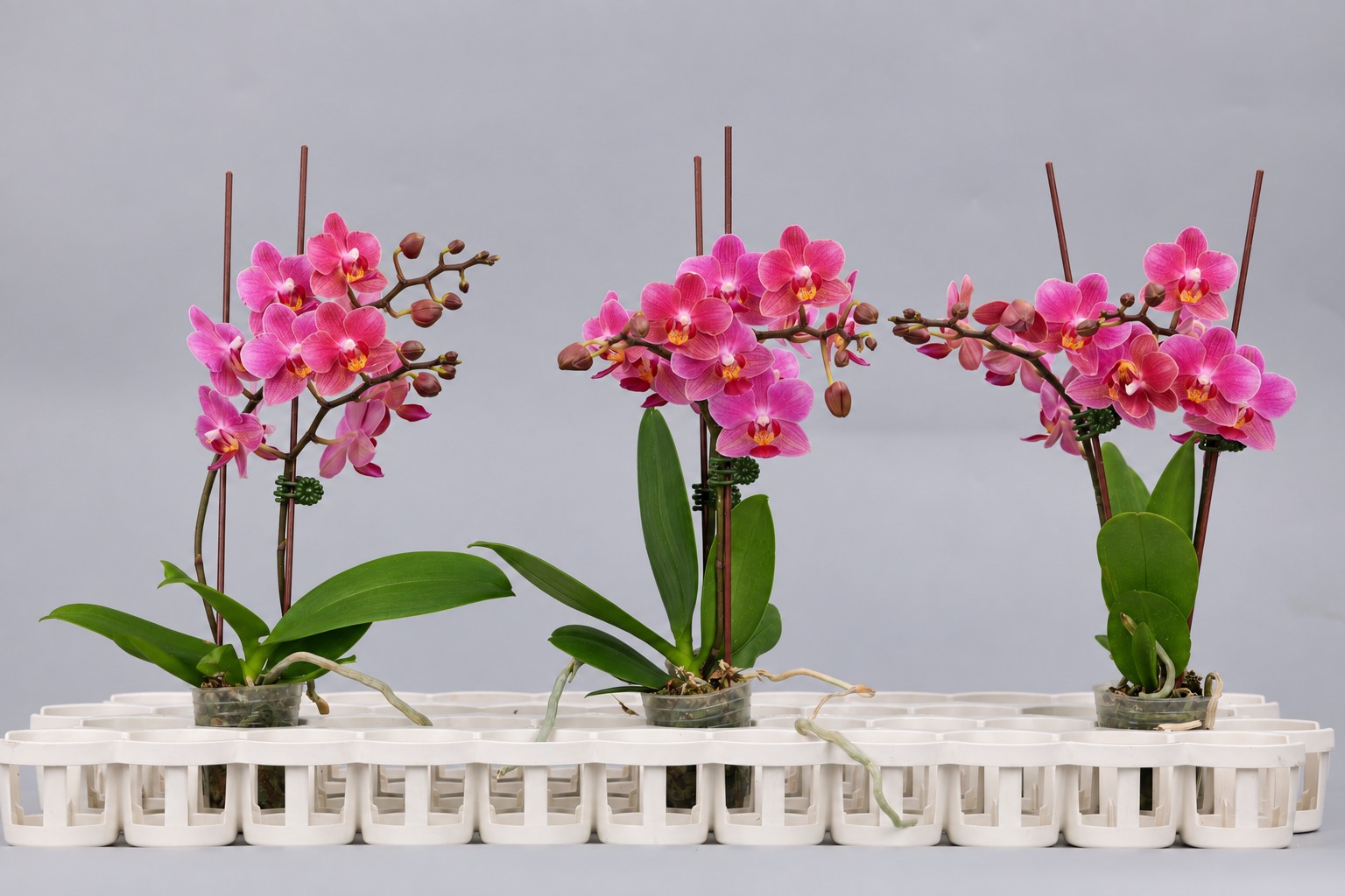 I186-3 oranje Phalaenopsis — Groep