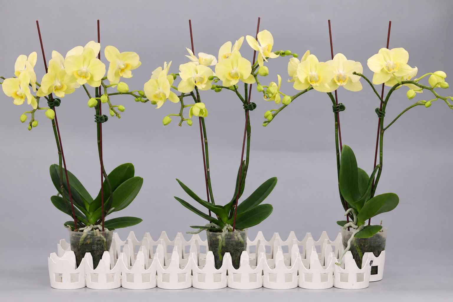 I189-1 groene Phalaenopsis — Groep