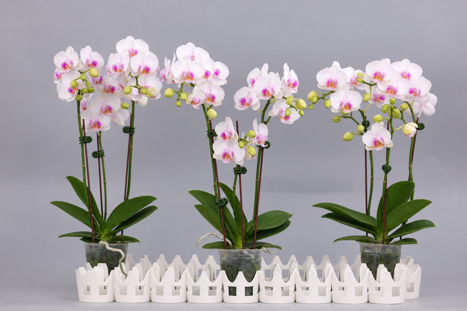 I41-1 白花胡蝶蘭 — 複数株