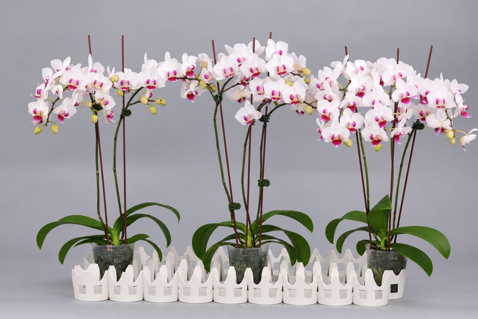 I59-1 witte Phalaenopsis — Groep