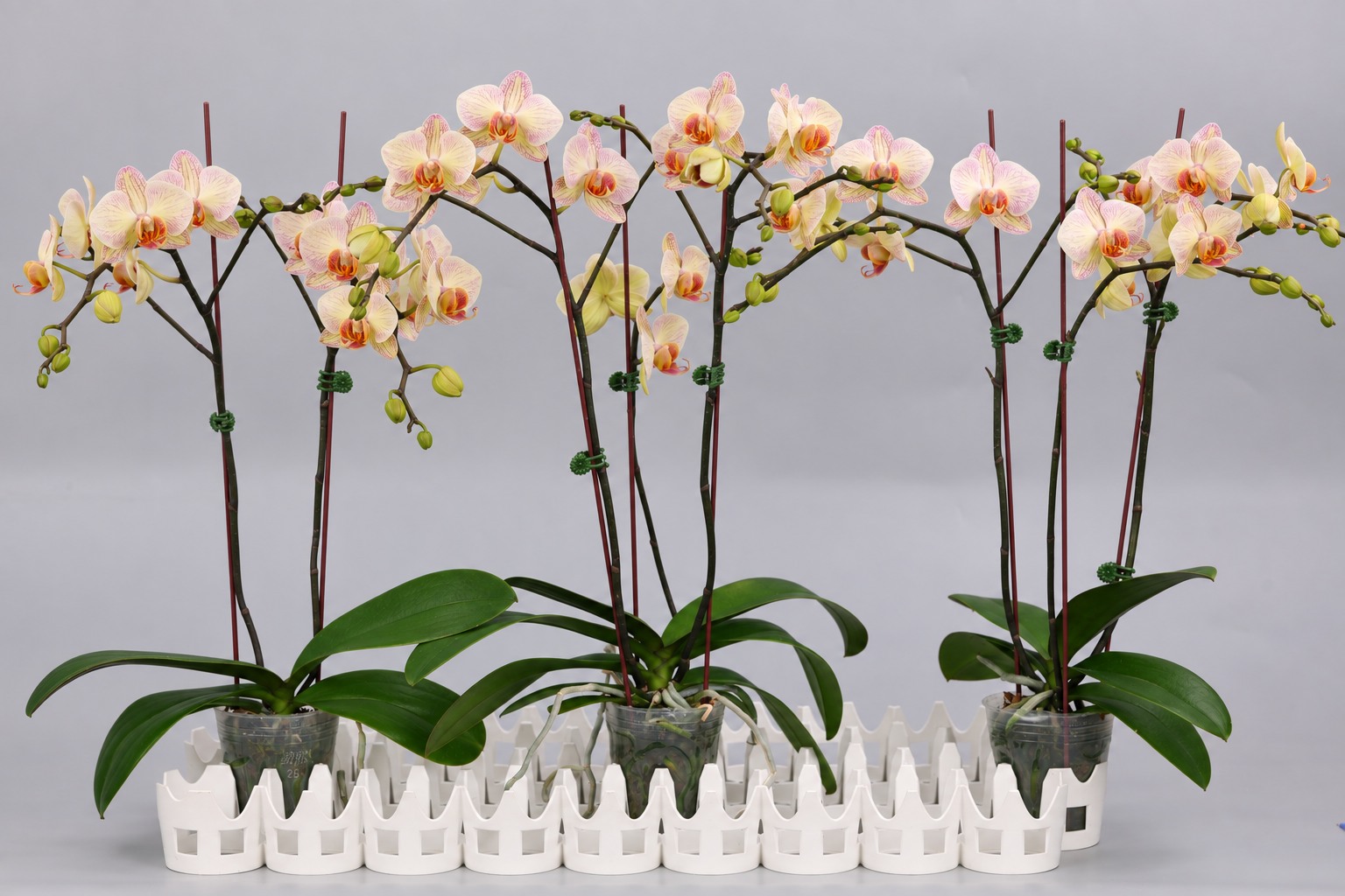 I62-1 grootbloemige oranje Phalaenopsis — Groep