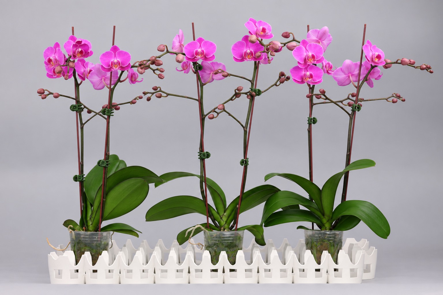 J113-1 red Phalaenopsis — Group