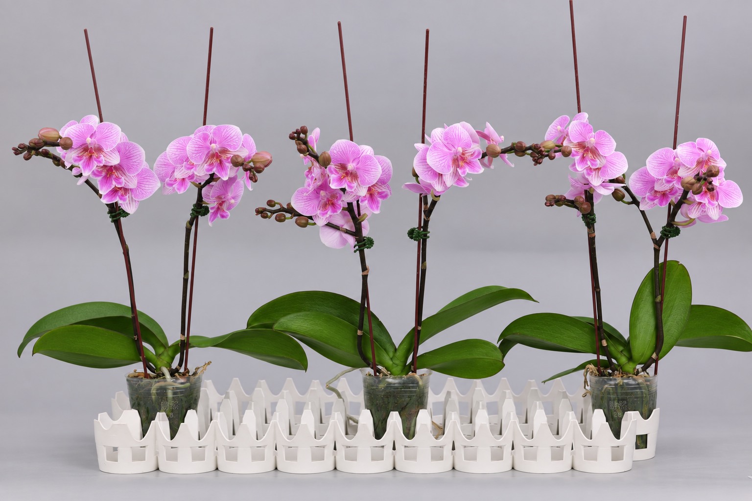 J149-1 roze Phalaenopsis — Groep