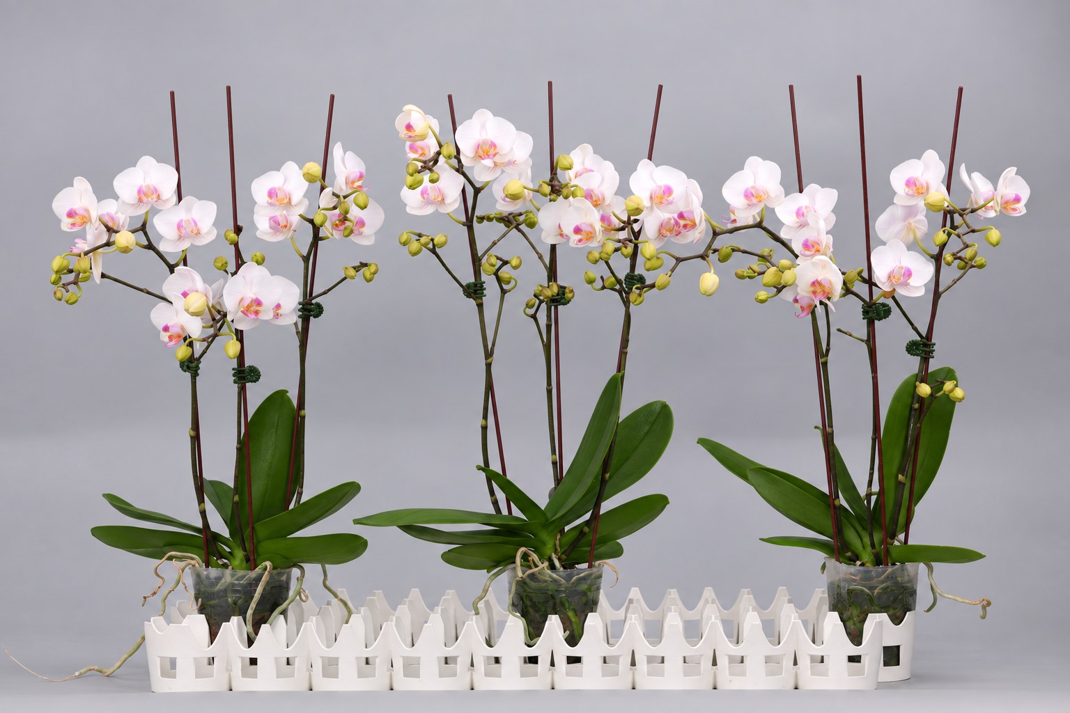 J156-1 white Phalaenopsis — Group