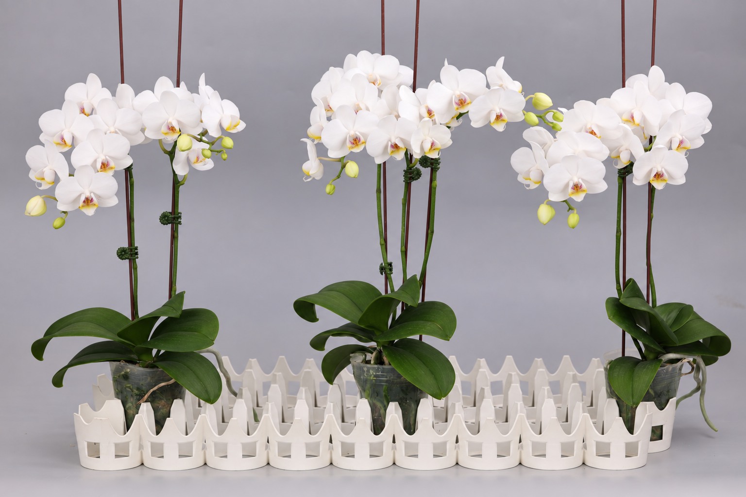 J211-2 Phalaenopsis foto — Groep