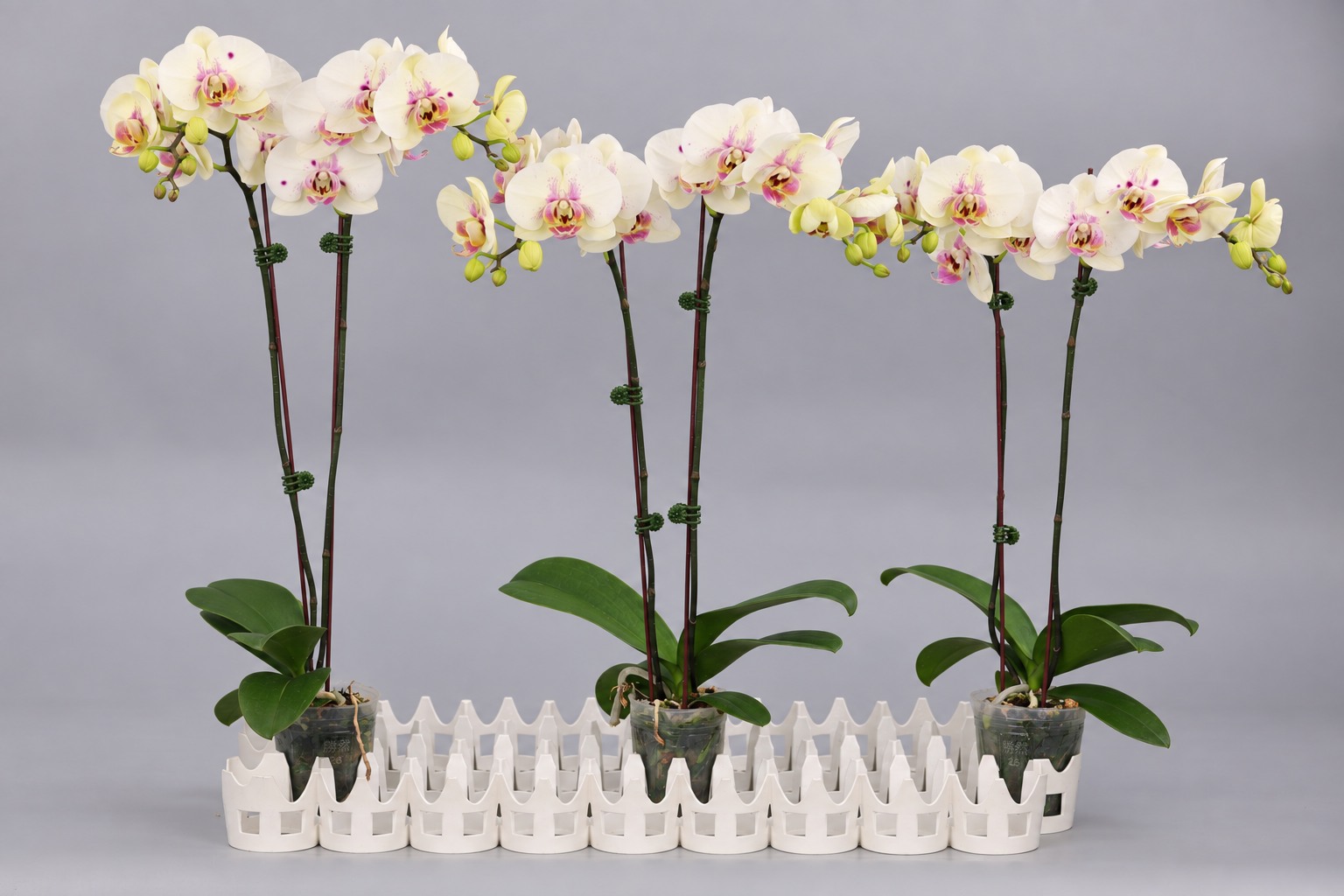 J216-2 green Phalaenopsis — Group