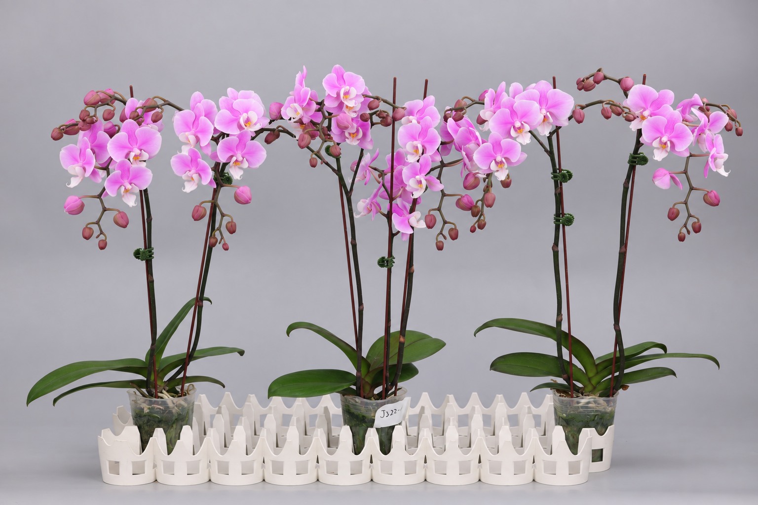 J222-1 pink Phalaenopsis — Group