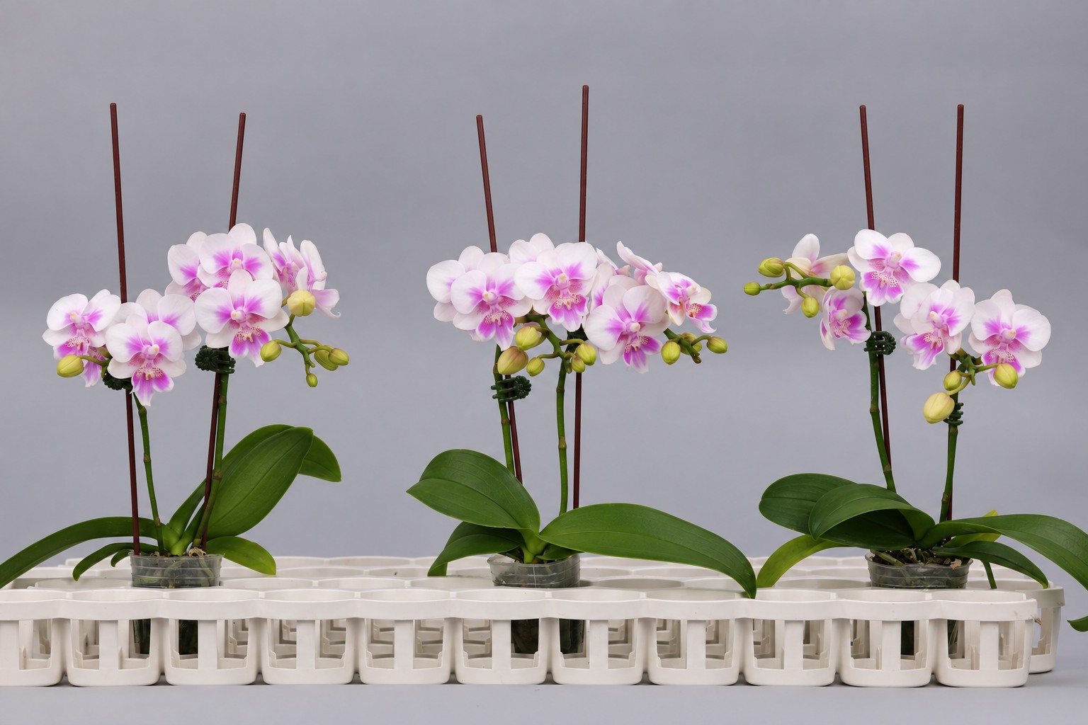 J230-4 roze Phalaenopsis — Groep