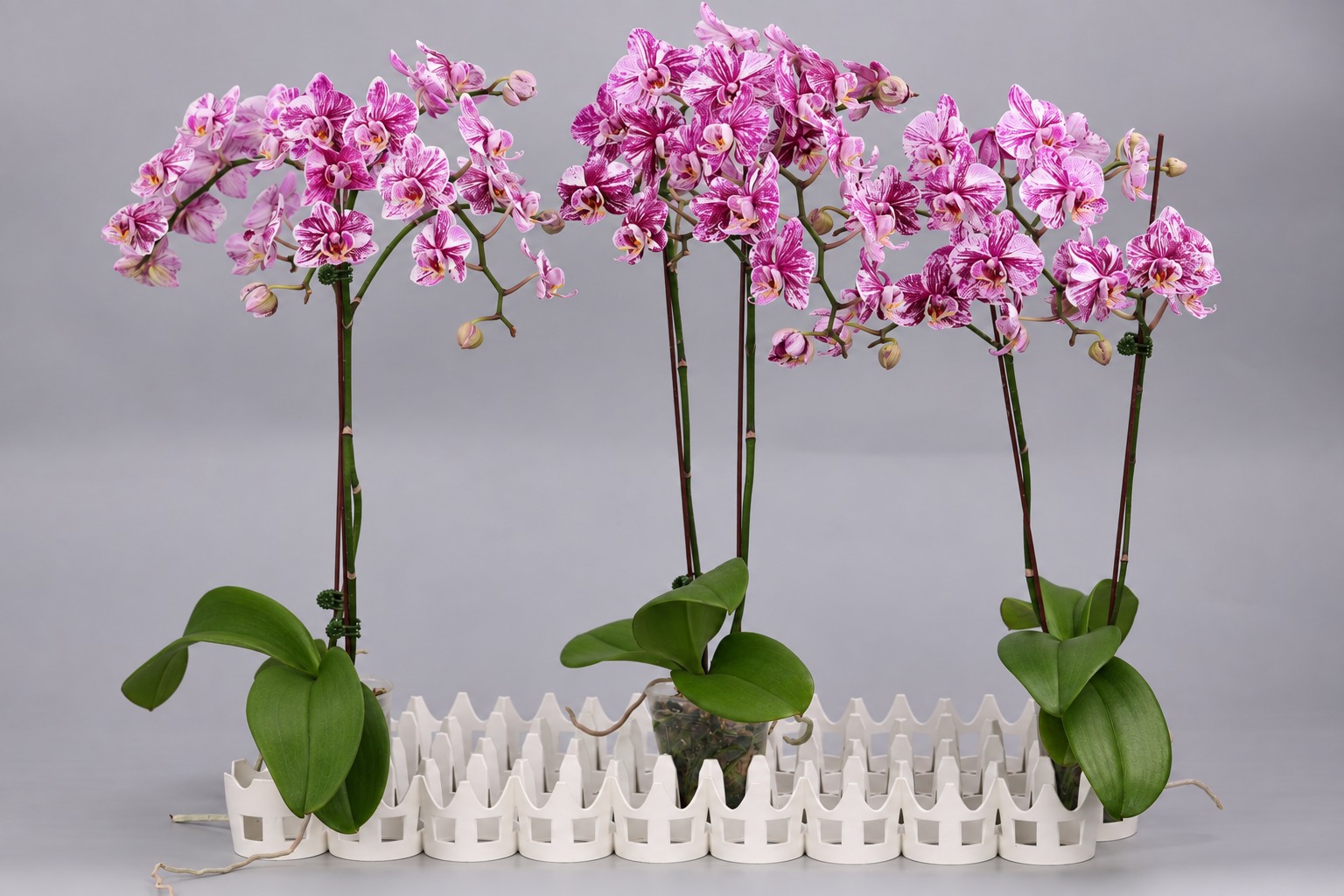 J231-1 donkere Phalaenopsis — Groep