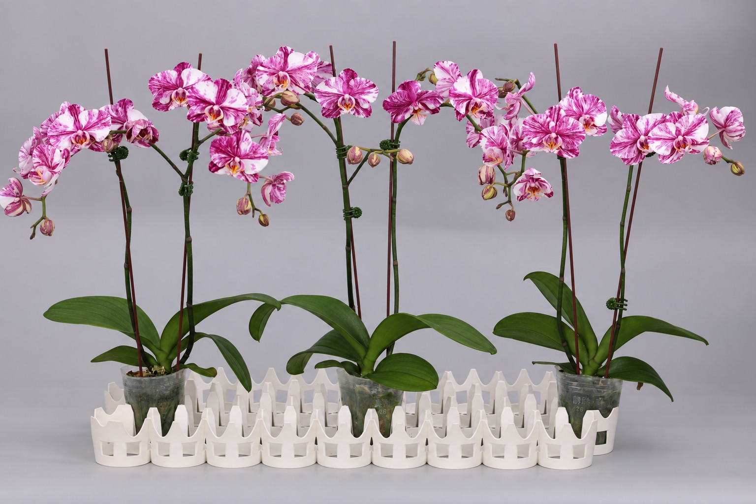 J231-2 donkere Phalaenopsis — Groep