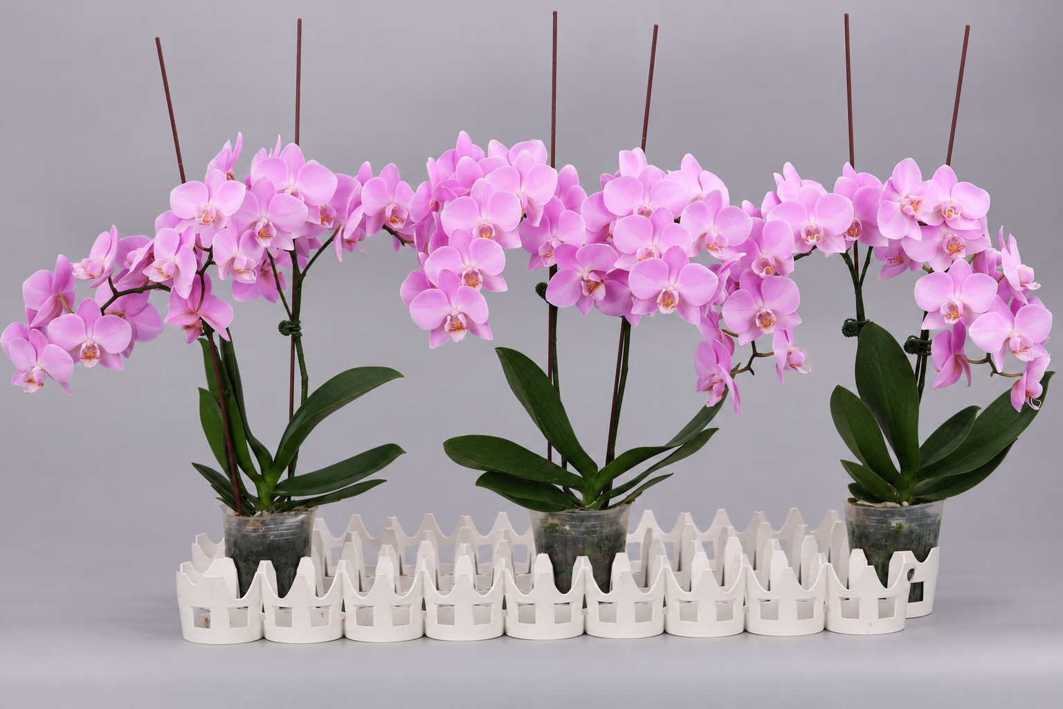 J233-1 roze Phalaenopsis — Groep