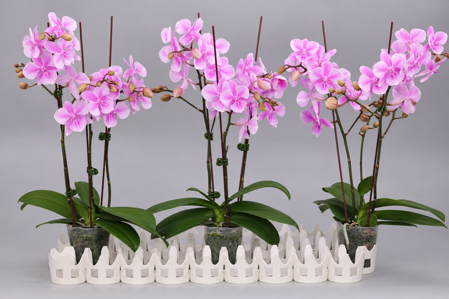 J233-2 Phalaenopsis foto — Groep