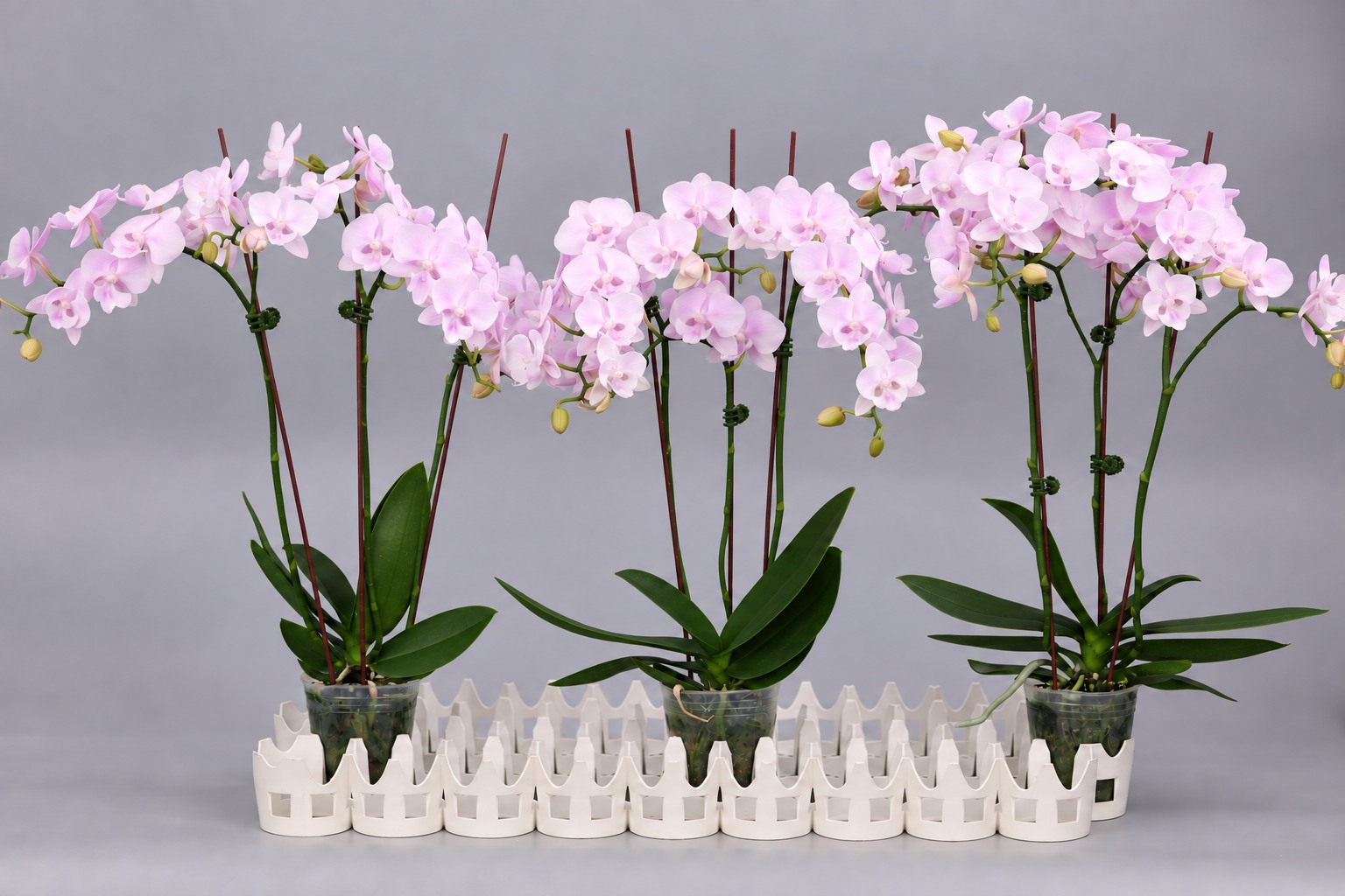 J236-1 Phalaenopsis photo — Group