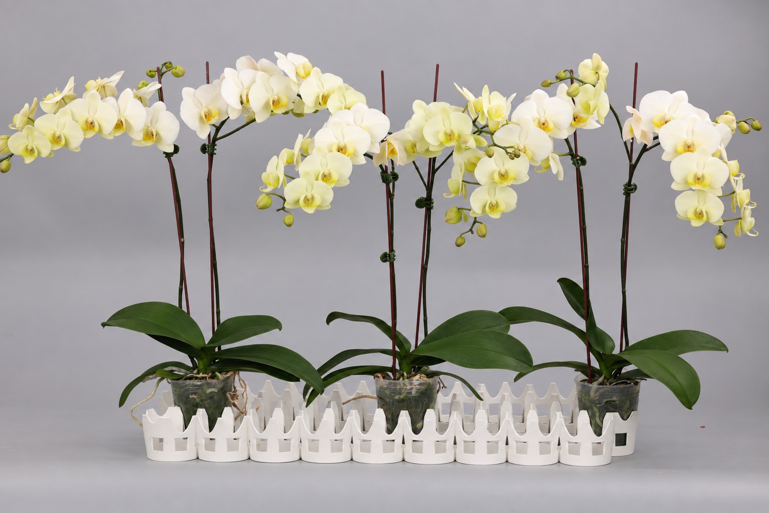 J240-3 Phalaenopsis foto — Groep