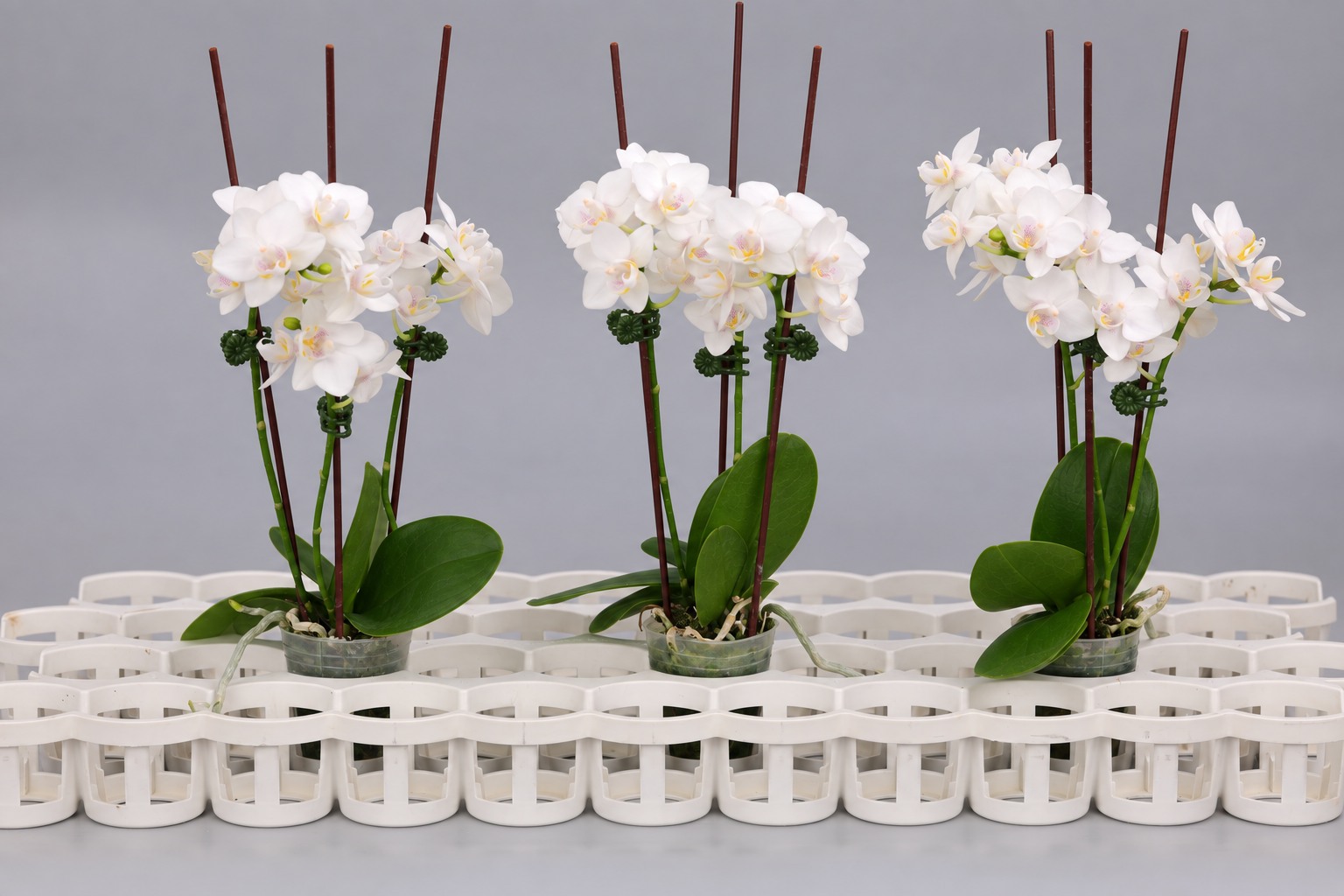 J246-4 Phalaenopsis photo — Group