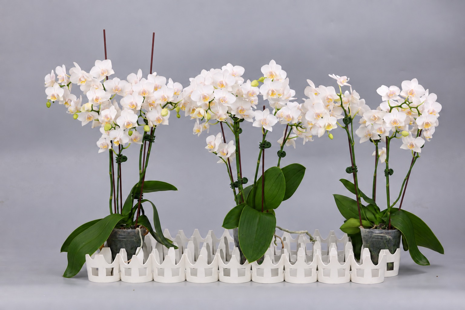 J246-7 白花胡蝶蘭 — 複数株