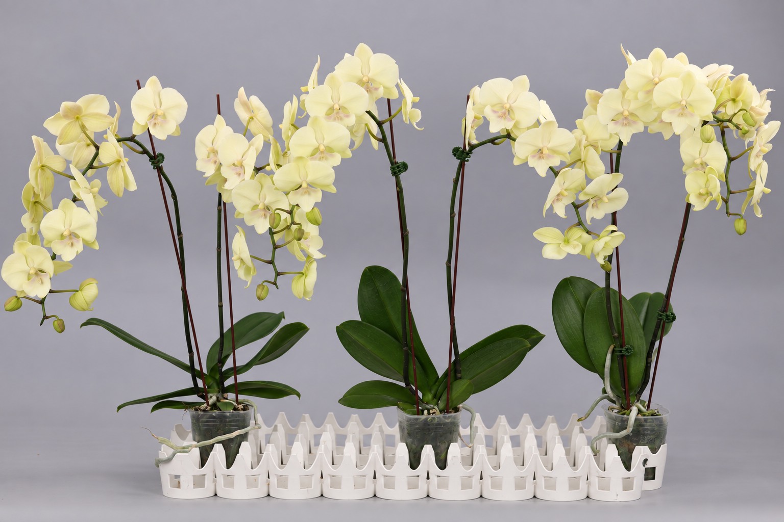 J259-1 groene Phalaenopsis — Groep