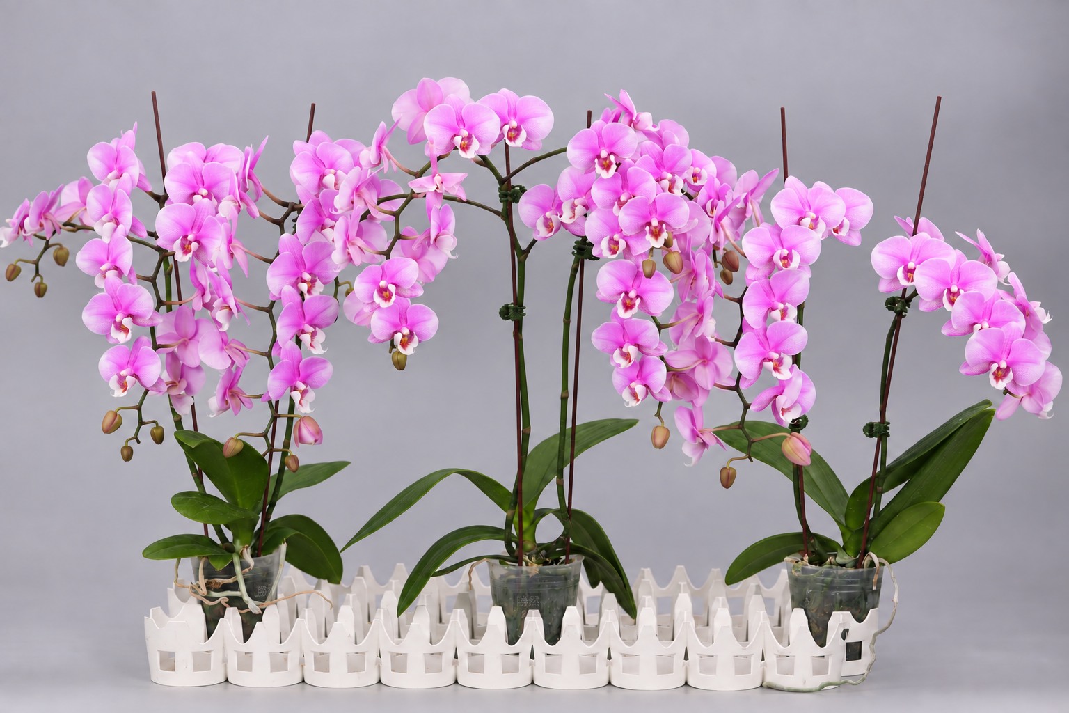 J273-2 粉花蝴蝶蘭 — 多株照