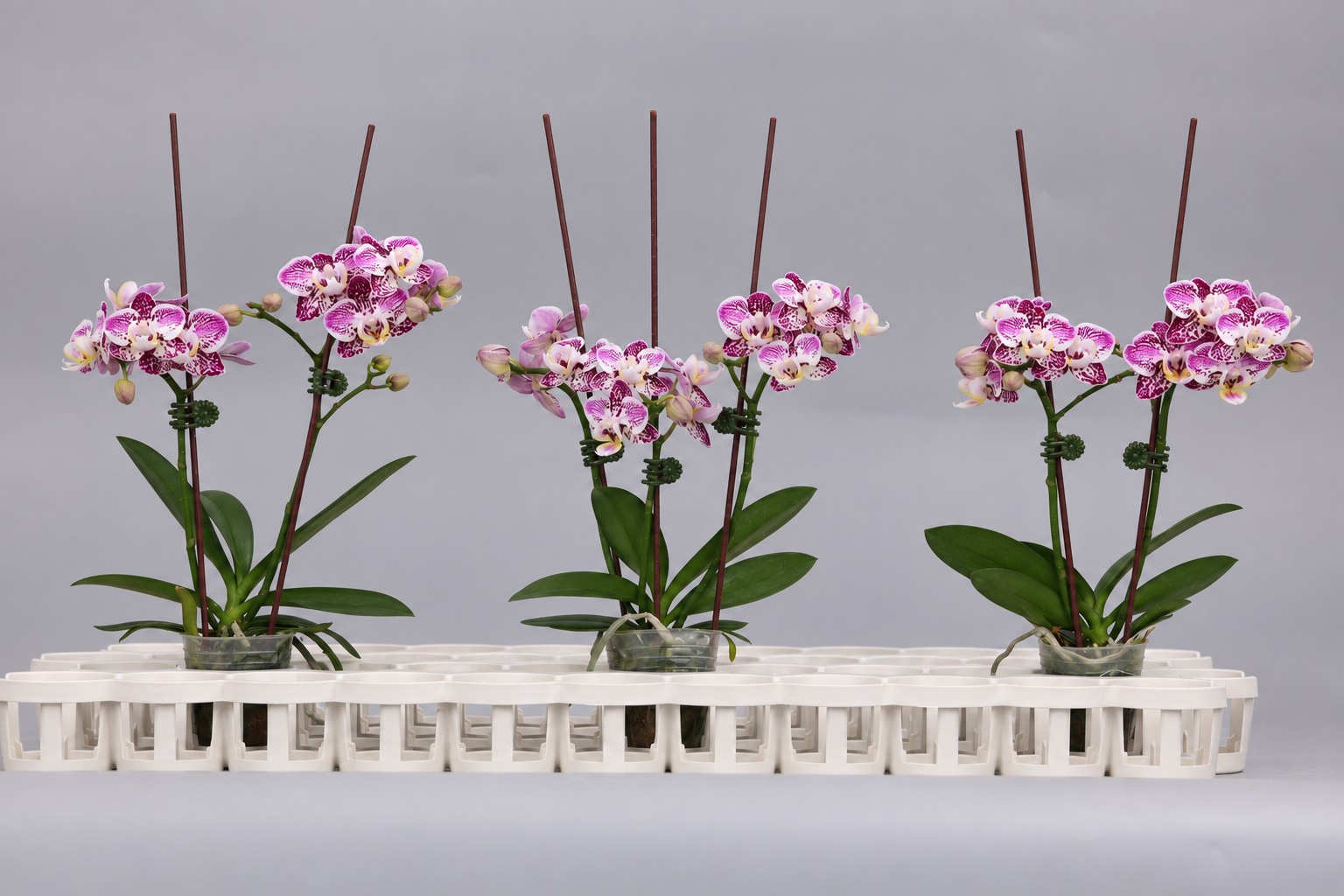 J299-1 dark spotted Phalaenopsis — Group