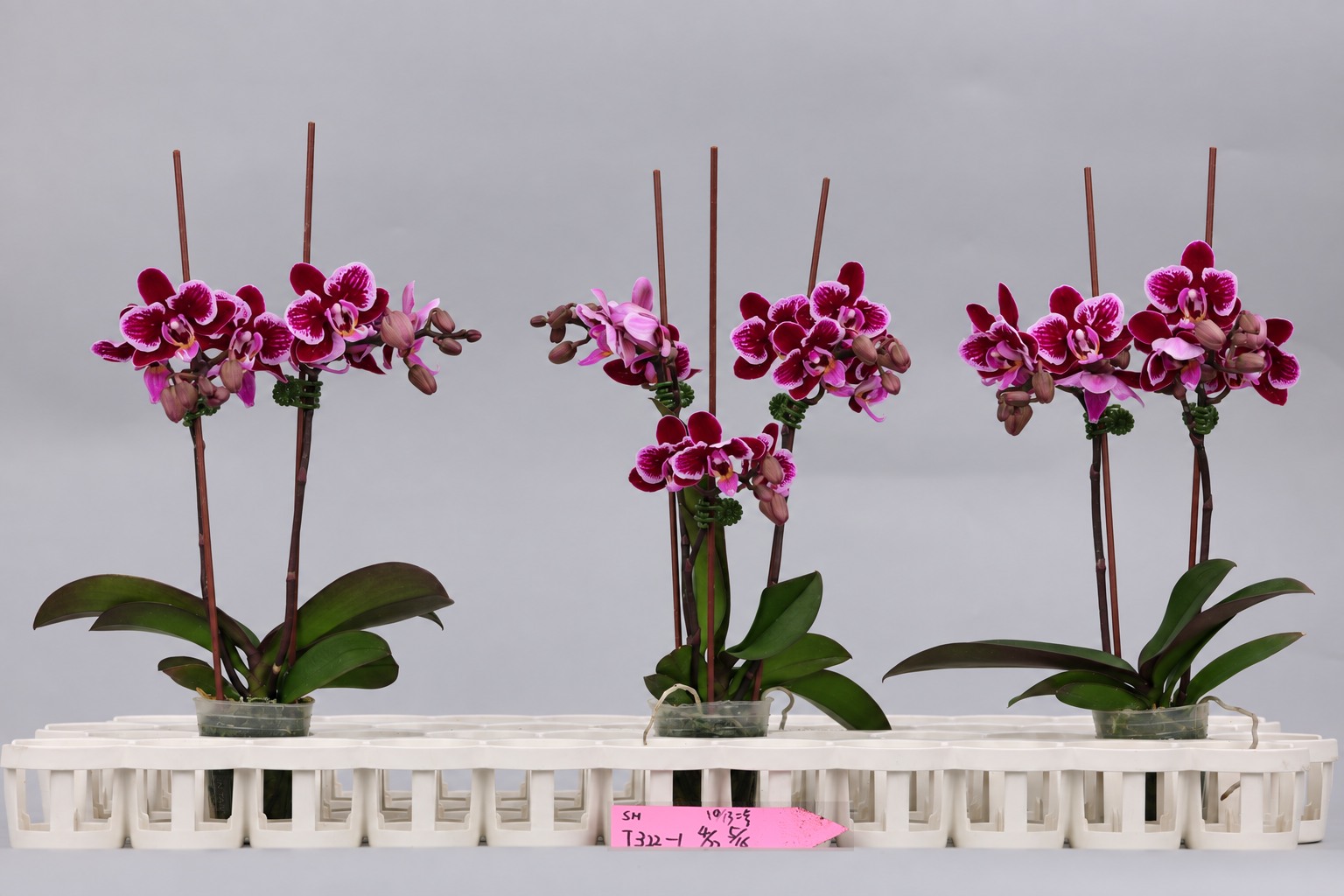 J322-1 donkere Phalaenopsis — Groep